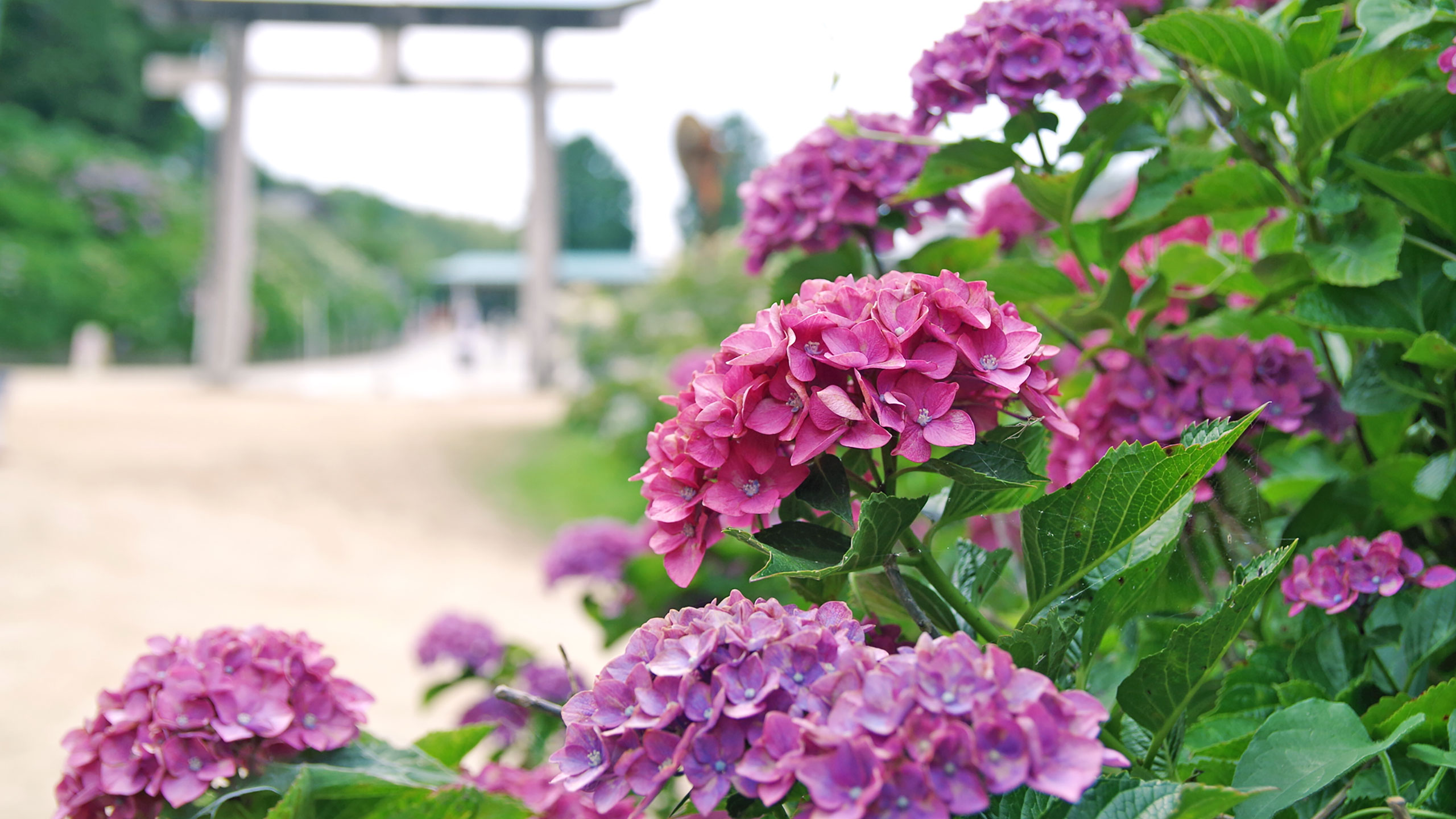 Hydrangea｜Awai Shrine - Kan-onji Tourist Association