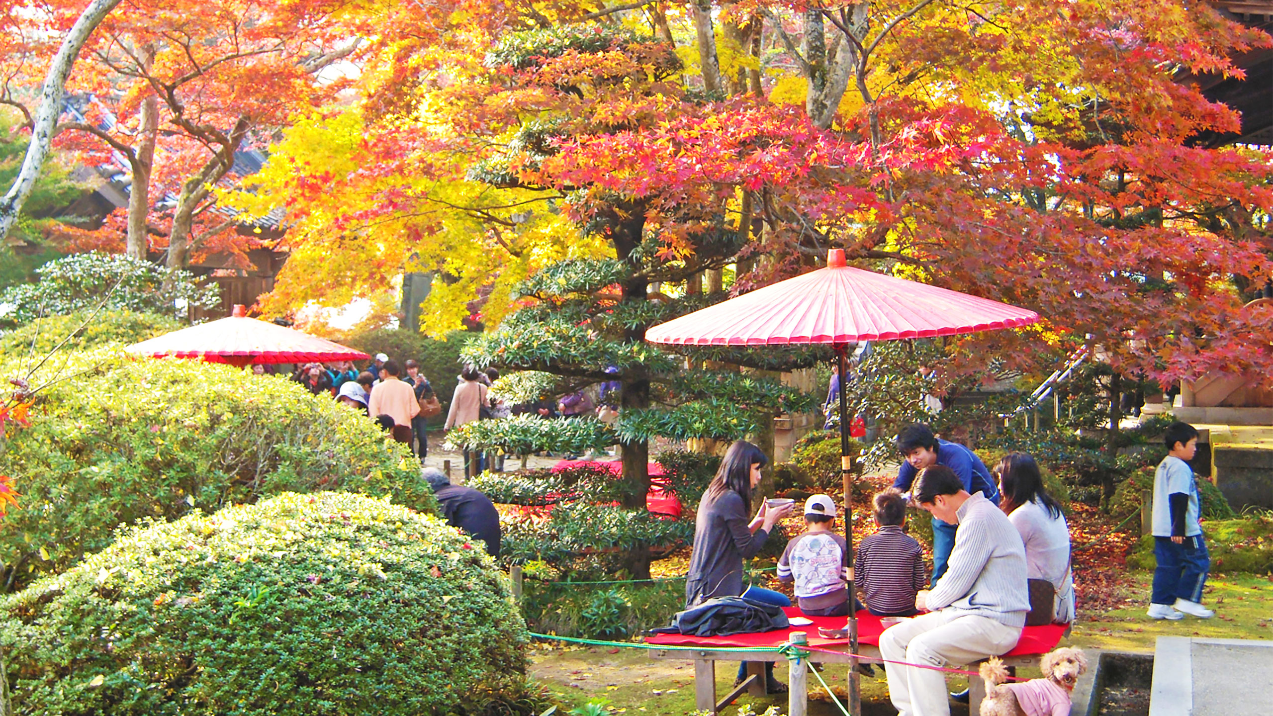 Hosenji Temple Maple Festival Kanonji Tourist Association