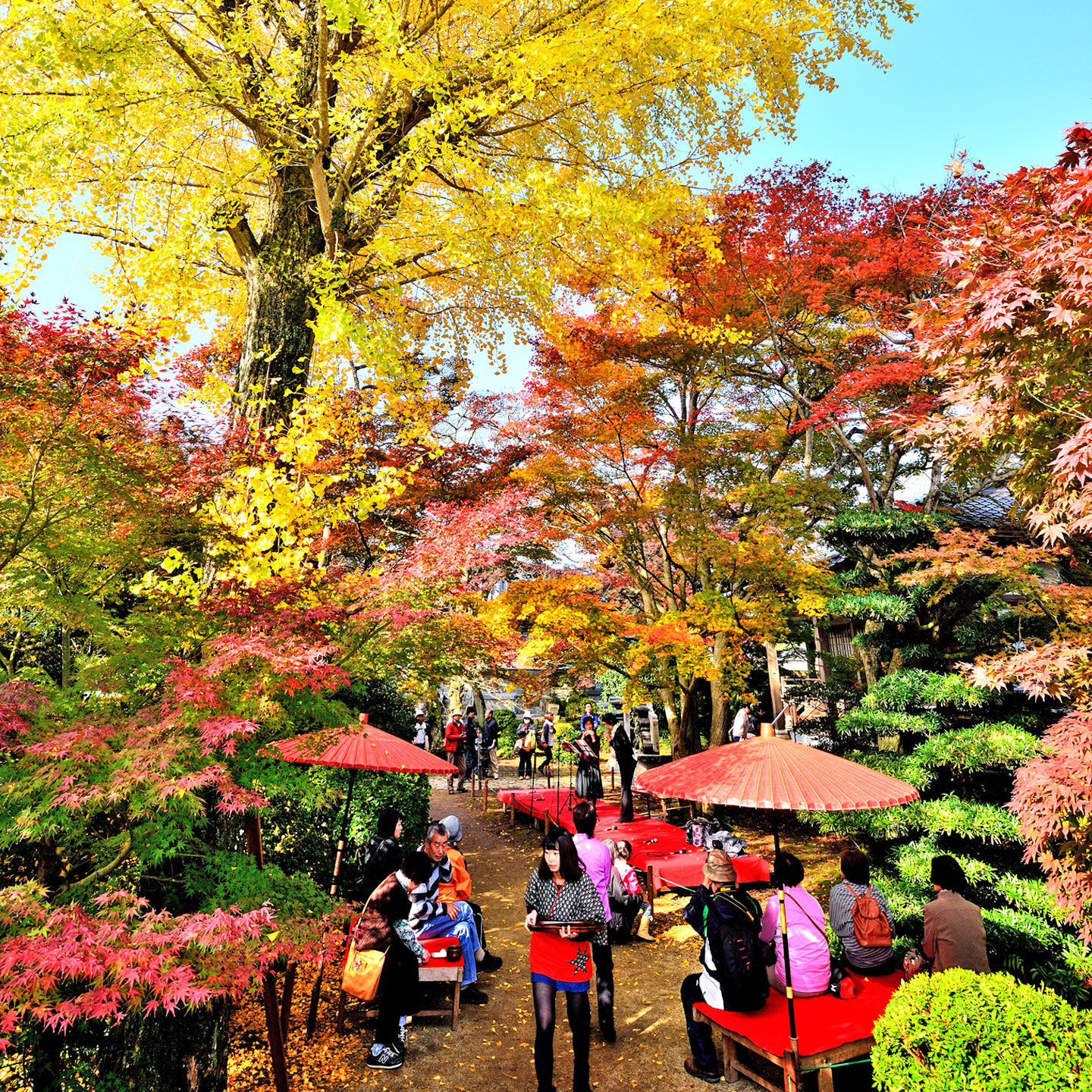 Hosenji Temple Maple Festival Kanonji Tourist Association